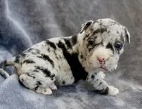 Lilly , a female American Bully for sale in Sharon, PA – 3 of 3