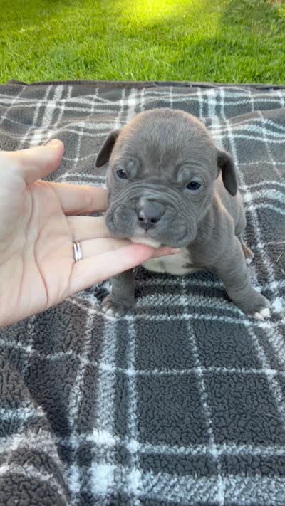Baloo, a male American Bully for sale in Sharon, PA – 8 of 8