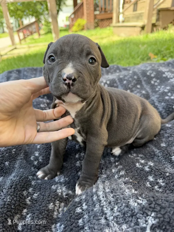 Jack – American Bully puppy for sale in Sharon, PA