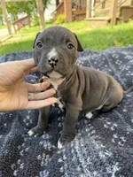 Jack, a male American Bully for sale in Sharon, PA – 1 of 6