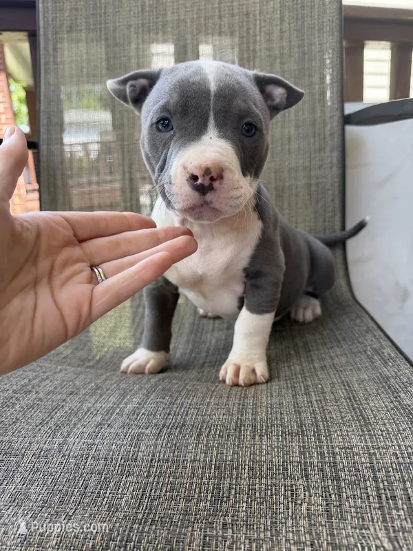 Lucy  – American Bully puppy for sale in Sharon, PA