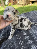 Hera, a female American Bully for sale in Sharon, PA – 5 of 7