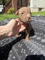 Landon, a male American Bully for sale in Sharon, PA – 3 of 5