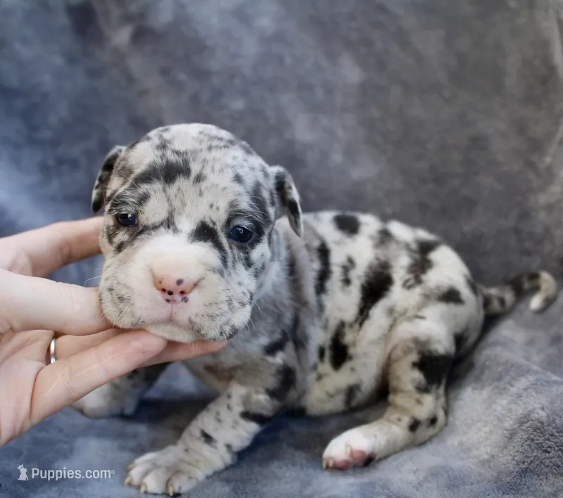 Lilly  – American Bully puppy for sale in Sharon, PA