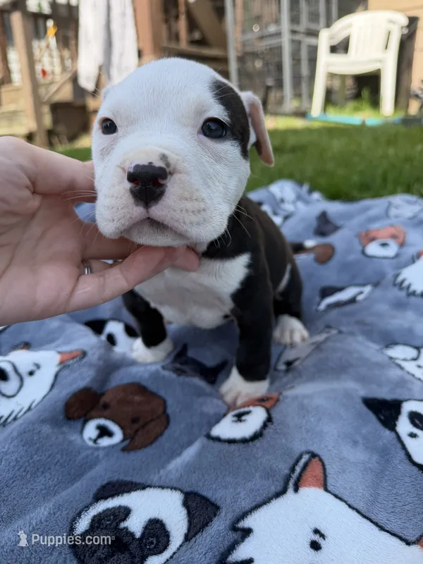Ivar – American Bully puppy for sale in Sharon, PA