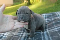 Baloo, a male American Bully for sale in Sharon, PA – 5 of 8