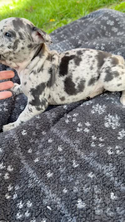 Hera, a female American Bully for sale in Sharon, PA – 7 of 7