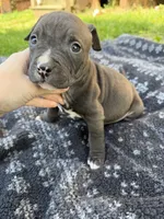 Jack, a male American Bully for sale in Sharon, PA – 2 of 6
