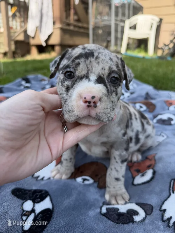 Lilly  – American Bully puppy for sale in Sharon, PA