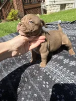 Landon, a male American Bully for sale in Sharon, PA – 2 of 5