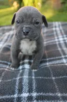 Baloo, a male American Bully for sale in Sharon, PA – 2 of 8