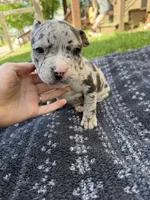 Hera, a female American Bully for sale in Sharon, PA – 6 of 7