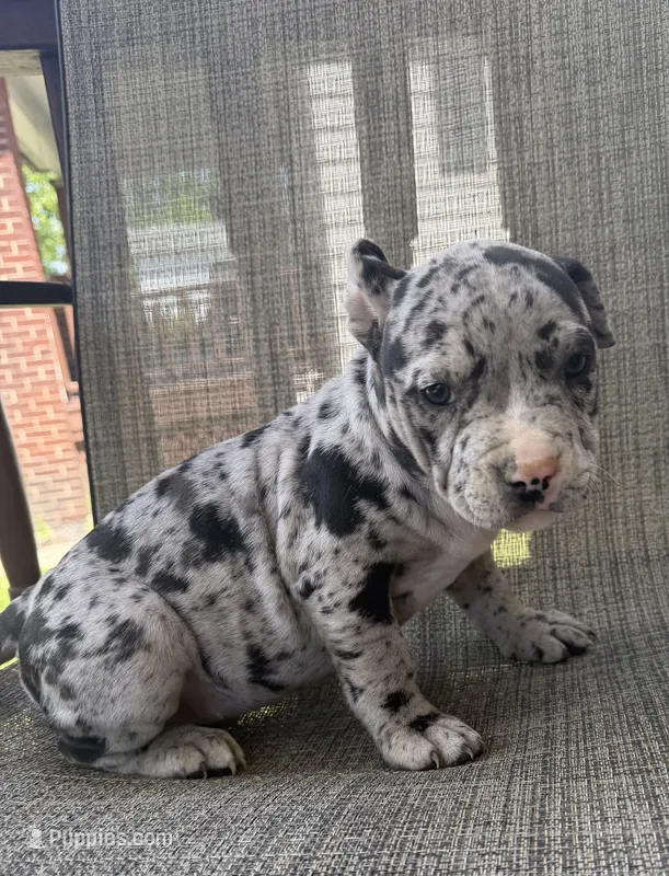 Hera – American Bully puppy for sale in Sharon, PA