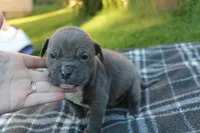 Baloo, a male American Bully for sale in Sharon, PA – 4 of 8