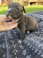 Jack, a male American Bully for sale in Sharon, PA – 3 of 6