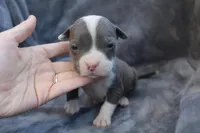 Lucy , a female American Bully for sale in Sharon, PA – 3 of 3