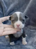 Lucy , a female American Bully for sale in Sharon, PA – 2 of 3