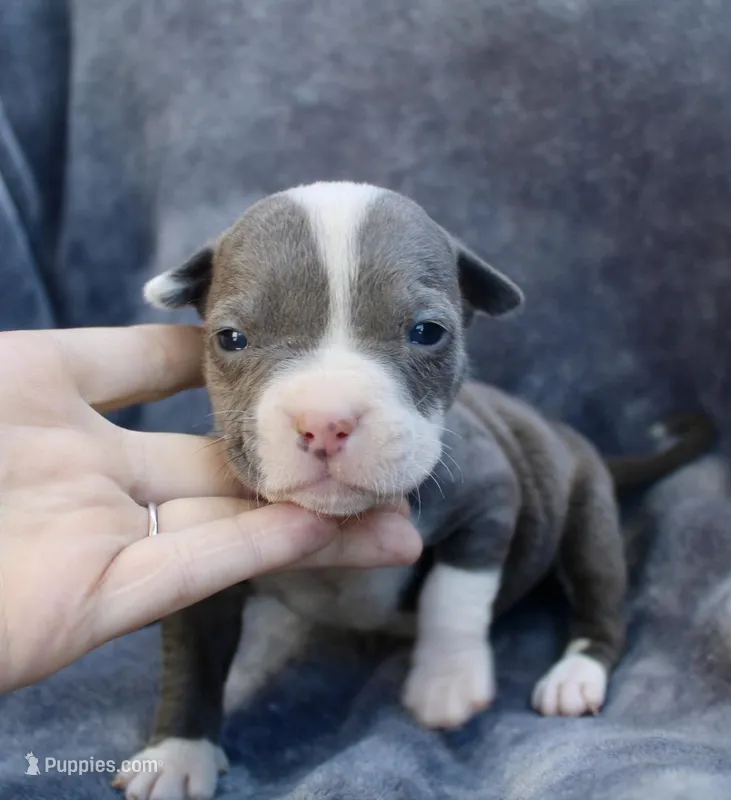 Lucy  – American Bully puppy for sale in Sharon, PA