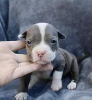 Lucy , a female American Bully for sale in Sharon, PA – 1 of 3
