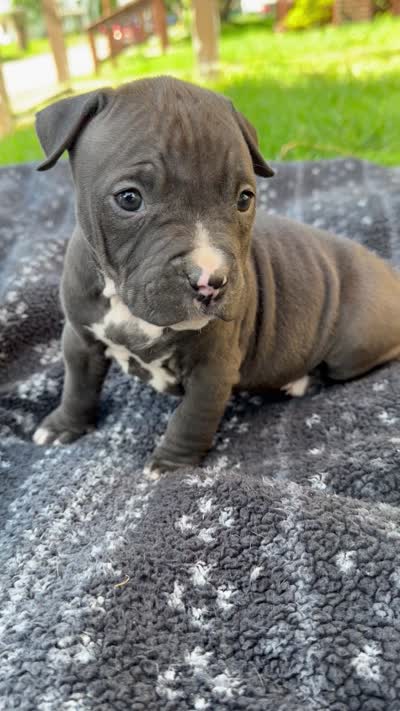 Jack, a male American Bully for sale in Sharon, PA – 6 of 6