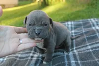 Baloo, a male American Bully for sale in Sharon, PA – 7 of 8