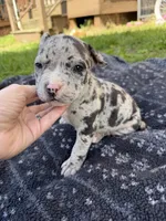 Hera, a female American Bully for sale in Sharon, PA – 3 of 7