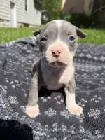 Lucy , a female American Bully for sale in Sharon, PA – 2 of 6