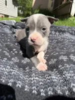 Lucy , a female American Bully for sale in Sharon, PA – 5 of 6