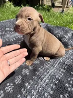 Landon, a male American Bully for sale in Sharon, PA – 5 of 5