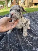Hera, a female American Bully for sale in Sharon, PA – 2 of 7