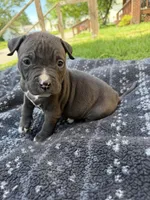 Jack, a male American Bully for sale in Sharon, PA – 4 of 6