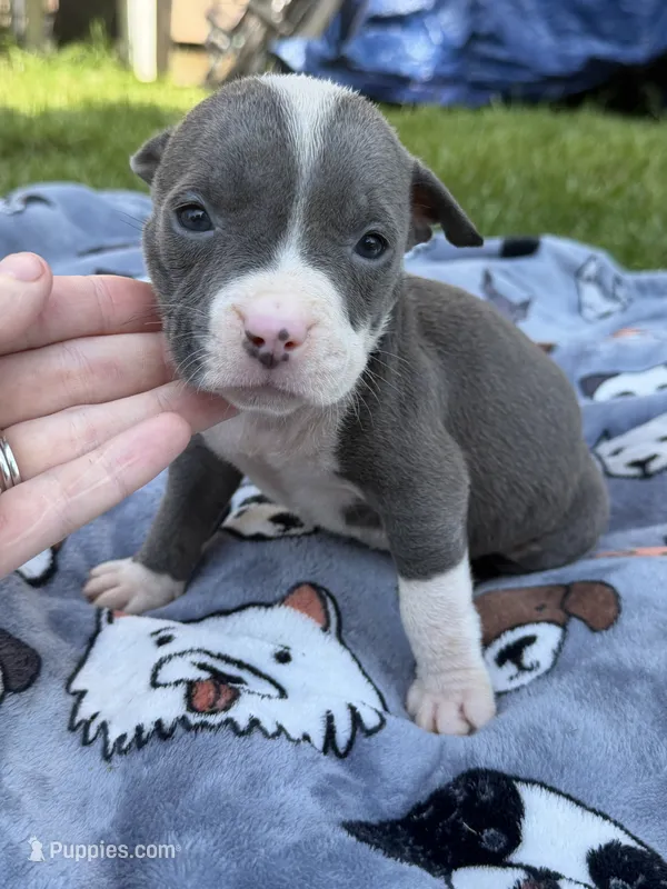 Lucy  – American Bully puppy for sale in Sharon, PA