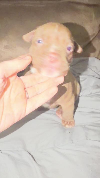 Landon, a male American Bully for sale in Sharon, PA – 8 of 8