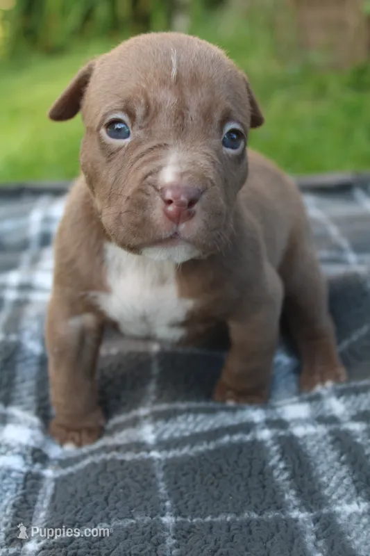 Landon – American Bully puppy for sale in Sharon, PA