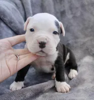 Ivar, a male American Bully for sale in Sharon, PA – 4 of 9