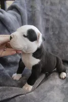 Ivar, a male American Bully for sale in Sharon, PA – 6 of 9