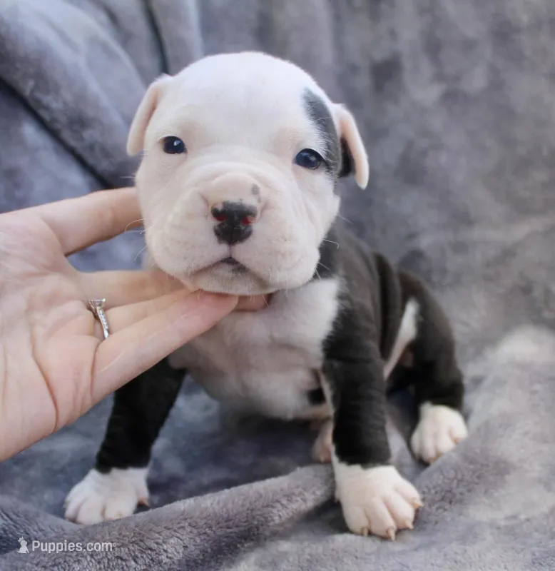 Ivar – American Bully puppy for sale in Sharon, PA
