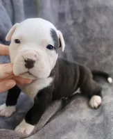Ivar, a male American Bully for sale in Sharon, PA – 3 of 9