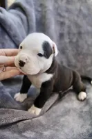 Ivar, a male American Bully for sale in Sharon, PA – 8 of 9