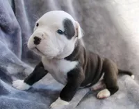 Ivar, a male American Bully for sale in Sharon, PA – 2 of 9