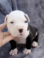 Ivar, a male American Bully for sale in Sharon, PA – 5 of 9