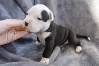 Ivar, a male American Bully for sale in Sharon, PA – 7 of 9