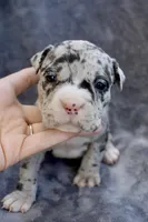 Lilly , a female American Bully for sale in Sharon, PA – 2 of 3