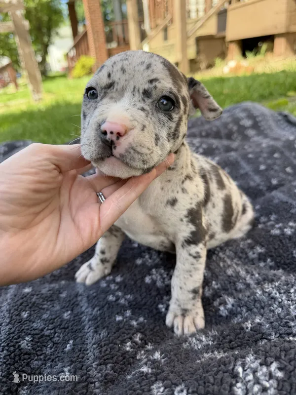 Hera – American Bully puppy for sale in Sharon, PA