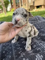 Hera, a female American Bully for sale in Sharon, PA – 1 of 7