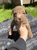 Landon, a male American Bully for sale in Sharon, PA – 1 of 5