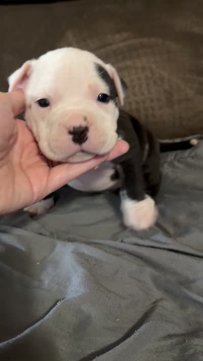 Ivar, a male American Bully for sale in Sharon, PA – 9 of 9