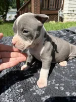 Lucy , a female American Bully for sale in Sharon, PA – 4 of 6