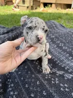 Hera, a female American Bully for sale in Sharon, PA – 4 of 7