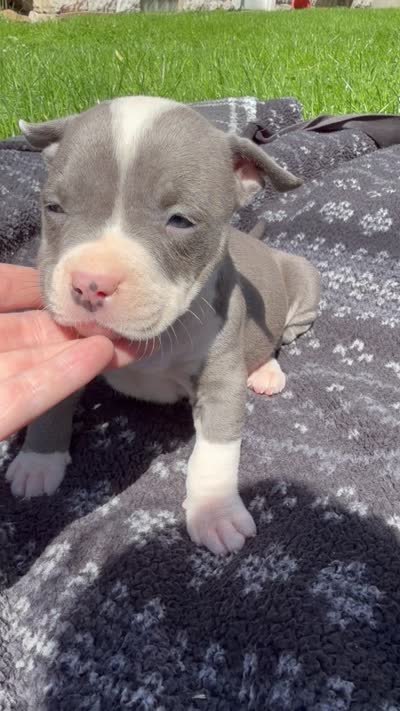 Lucy , a female American Bully for sale in Sharon, PA – 6 of 6
